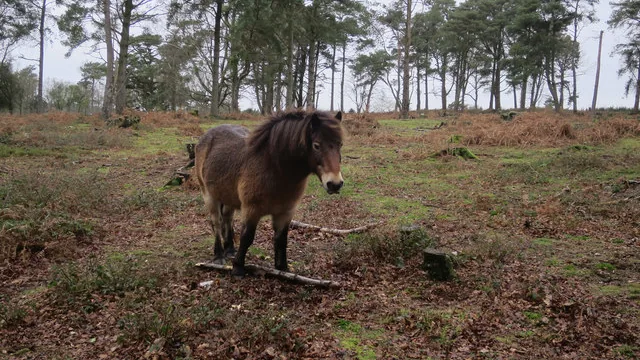 Exmoor pony