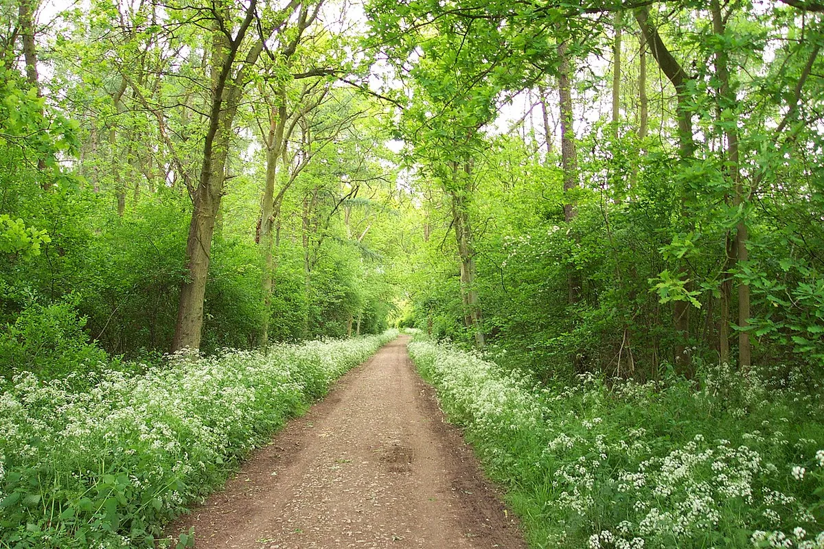 Bourne Wood, near Bourne, Lincolnshire