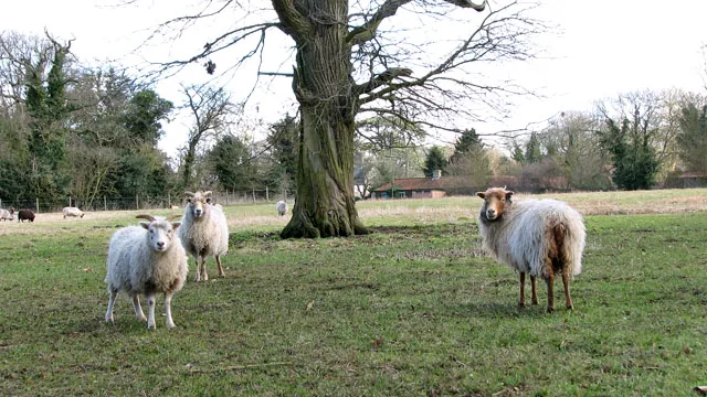 Shetland sheep at Church Farm, Stow Bardolph