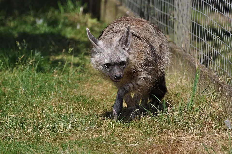 Aardwolf (Hamerton Zoo Park)